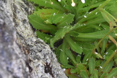 Micranthes ferruginea