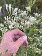 Eupatorium semiserratum