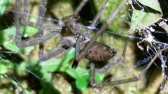 Psechrus