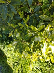 Pittosporum eugenioides