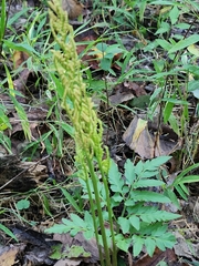 Sceptridium biternatum