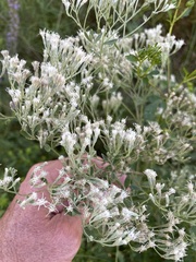 Eupatorium semiserratum