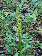 Sceptridium biternatum