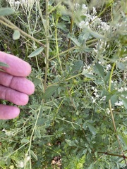 Eupatorium semiserratum