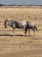 Connochaetes taurinus albojubatus