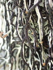 Hypogymnia duplicata