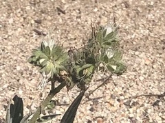 Phacelia imbricata
