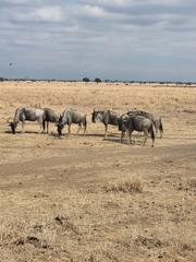 Connochaetes taurinus albojubatus