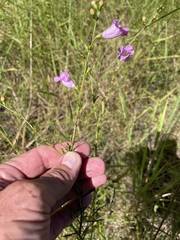 Agalinis fasciculata