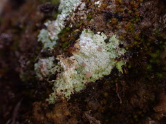 Icmadophila ericetorum