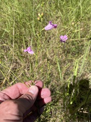 Agalinis fasciculata