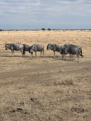 Connochaetes taurinus albojubatus