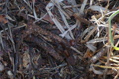 Trochosa