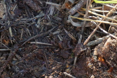 Trochosa