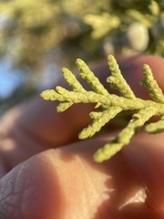 Juniperus osteosperma