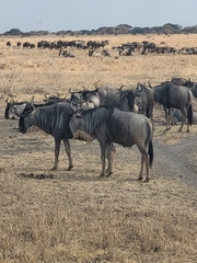 Connochaetes taurinus albojubatus