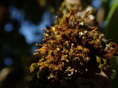 Orthotrichum consimile