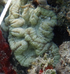 Isophyllia sinuosa