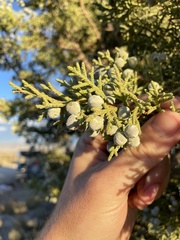 Juniperus osteosperma