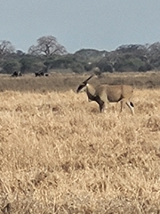 Tragelaphus oryx pattersonianus