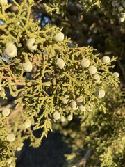 Juniperus osteosperma