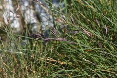 Festuca ammobia