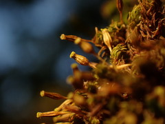 Orthotrichum consimile