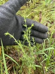 Stellaria pungens