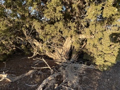 Juniperus osteosperma