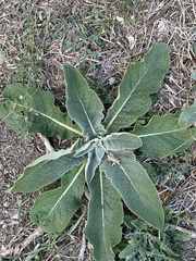 Verbascum pulverulentum
