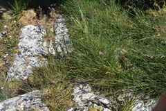 Festuca ammobia