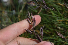 Festuca ammobia