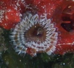 Sabellidae