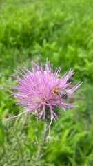 Cirsium texanum