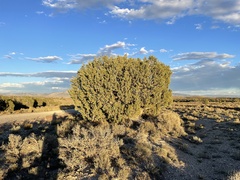 Juniperus osteosperma