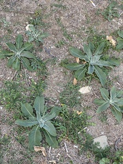 Verbascum pulverulentum