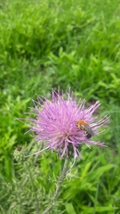 Cirsium texanum