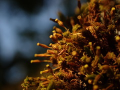 Orthotrichum consimile