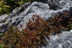 Vaccinium cespitosum