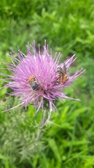 Cirsium texanum