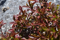 Vaccinium cespitosum