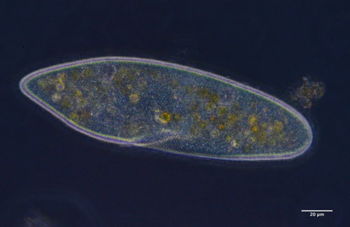 Paramecium (Paramecium caudatum)
