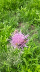 Cirsium texanum