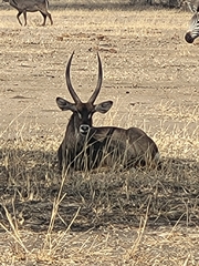 Kobus ellipsiprymnus