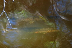 Lepisosteus platyrhincus