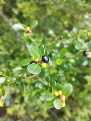 Ilex crenata