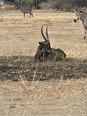 Kobus ellipsiprymnus