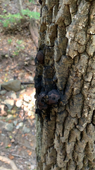 Daldinia concentrica