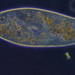 Paramecium - Photo (c) Don Loarie, μερικά δικαιώματα διατηρούνται (CC BY)