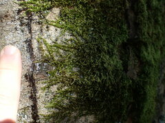 Homalothecium nuttallii